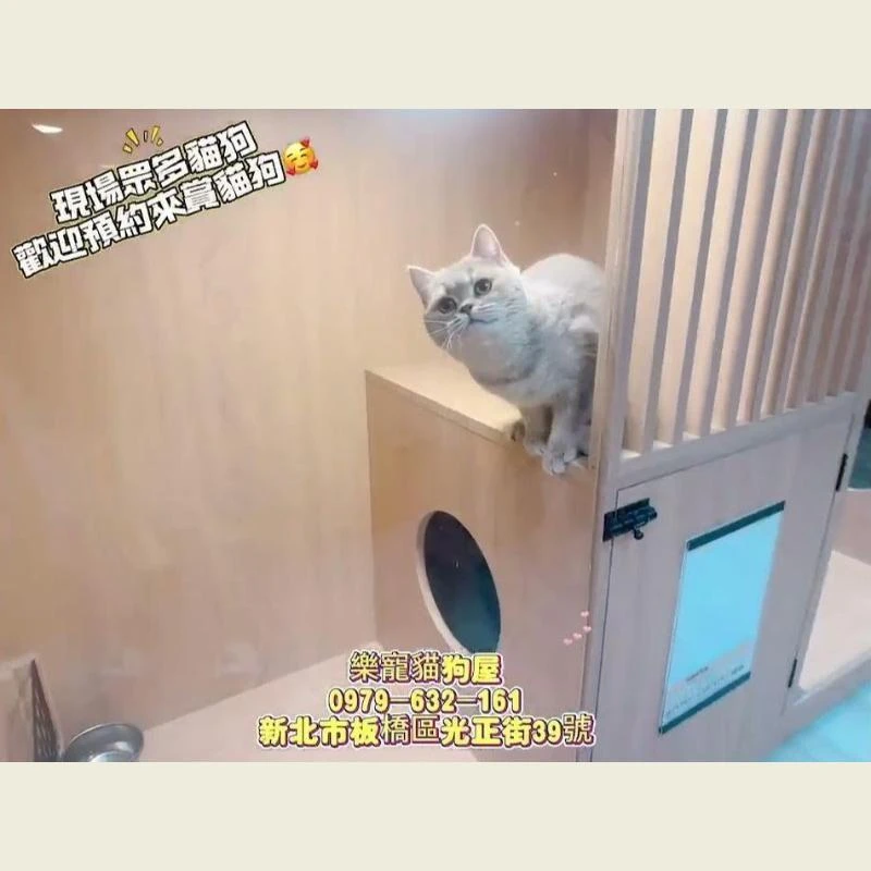 現場眾多貓狗 歡迎預約來賞貓狗