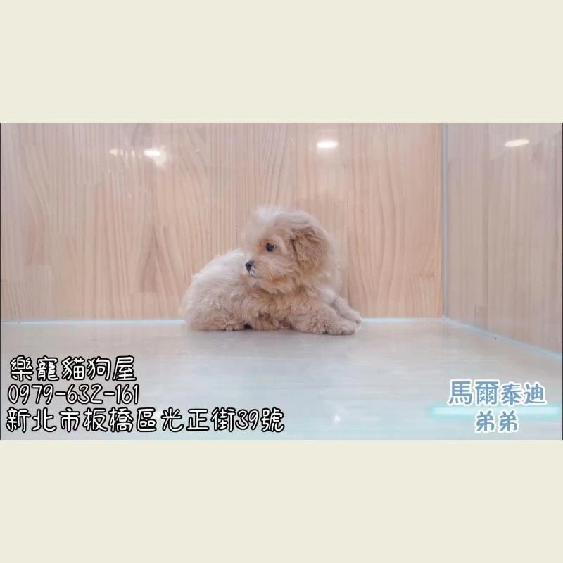 馬爾泰迪弟弟
