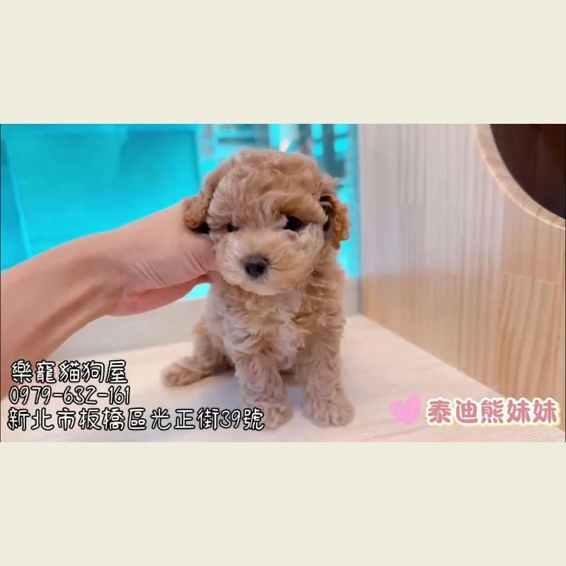 泰迪熊妹妹