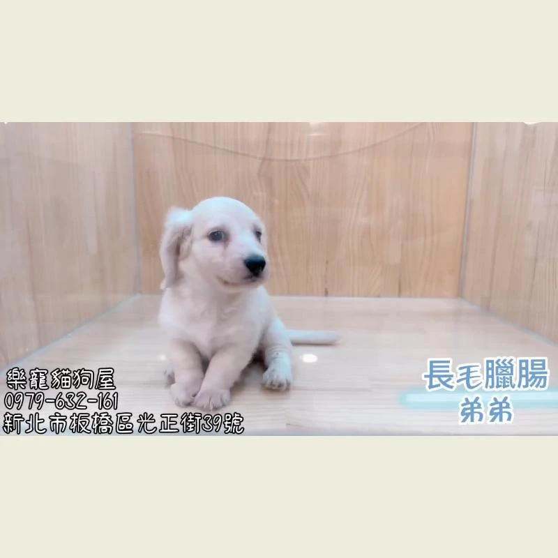 長毛臘腸弟弟