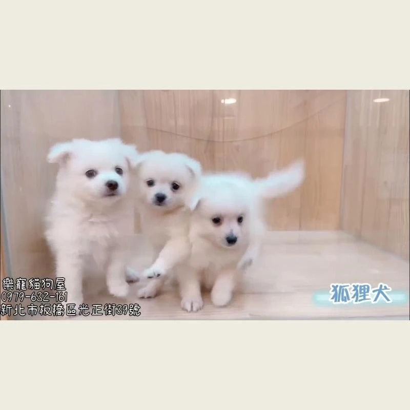 狐狸犬