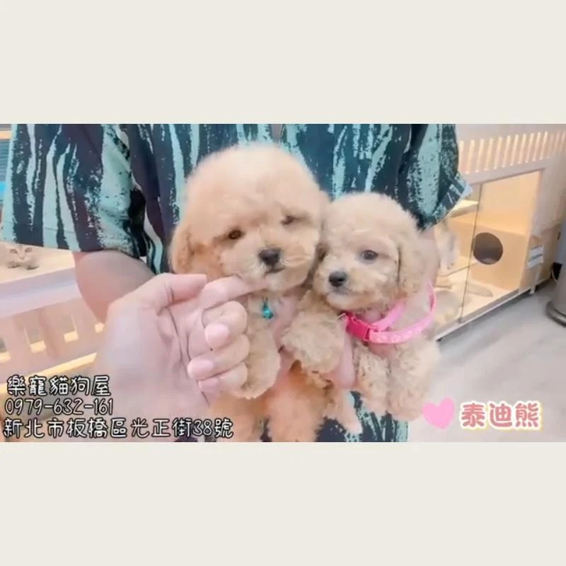 泰迪熊