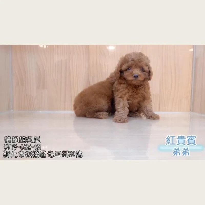紅貴賓弟弟