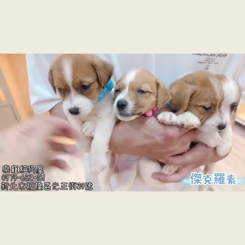 傑克羅素
