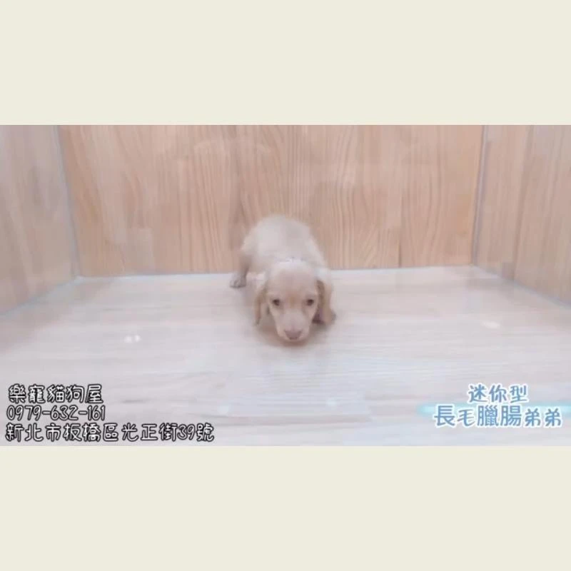迷你型長毛臘腸弟弟