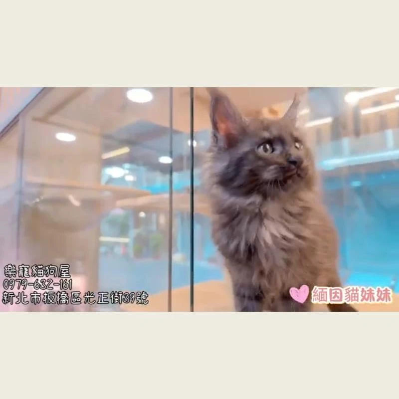 緬因貓妹妹
