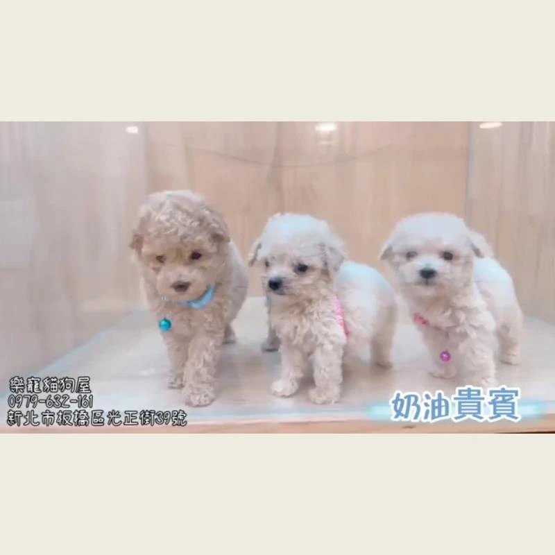 奶油貴賓