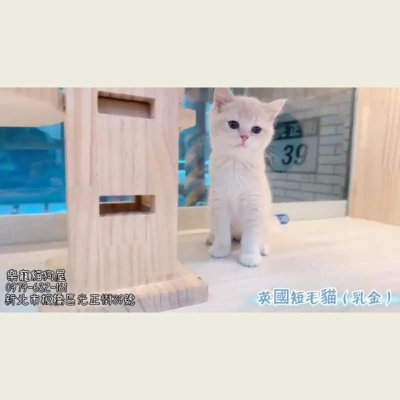 英國短毛貓乳金
