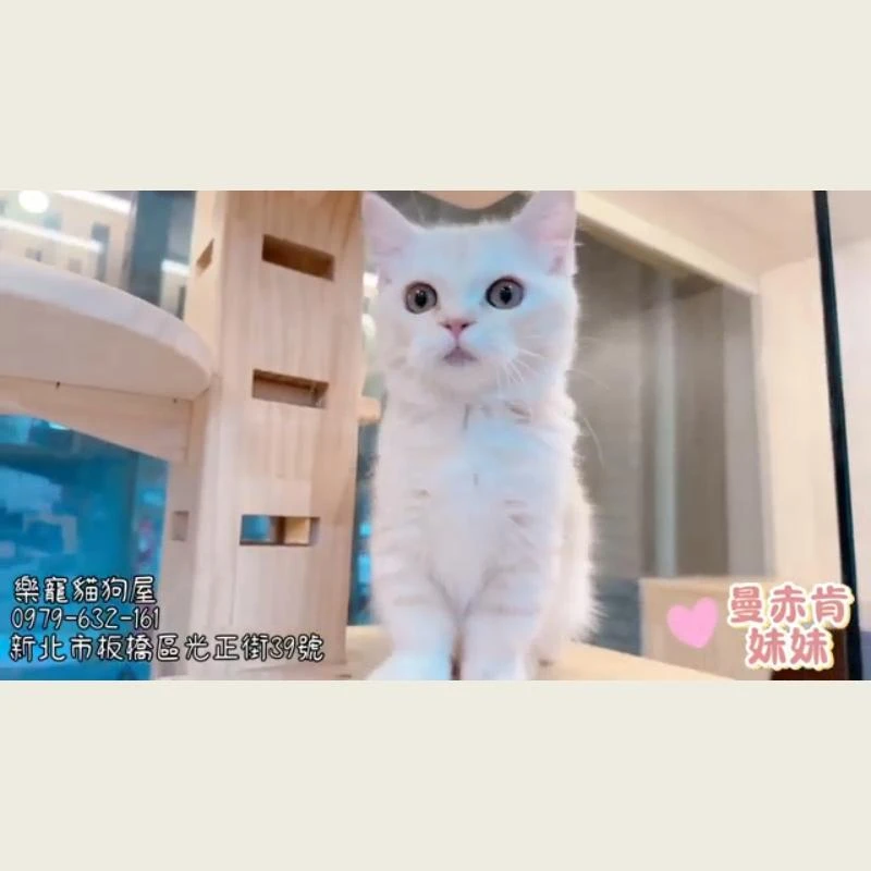 曼赤肯妹妹