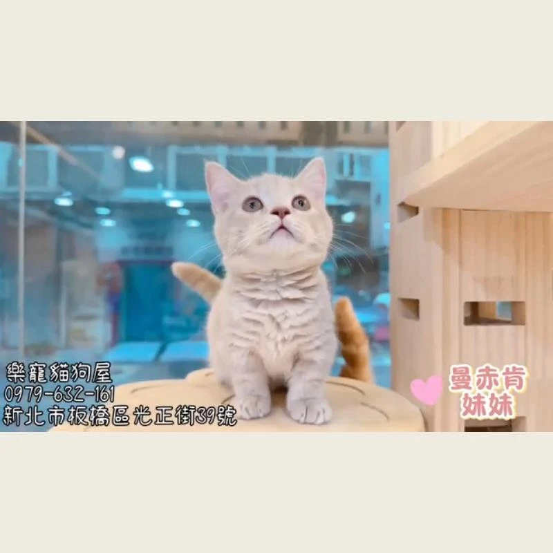 曼赤肯妹妹