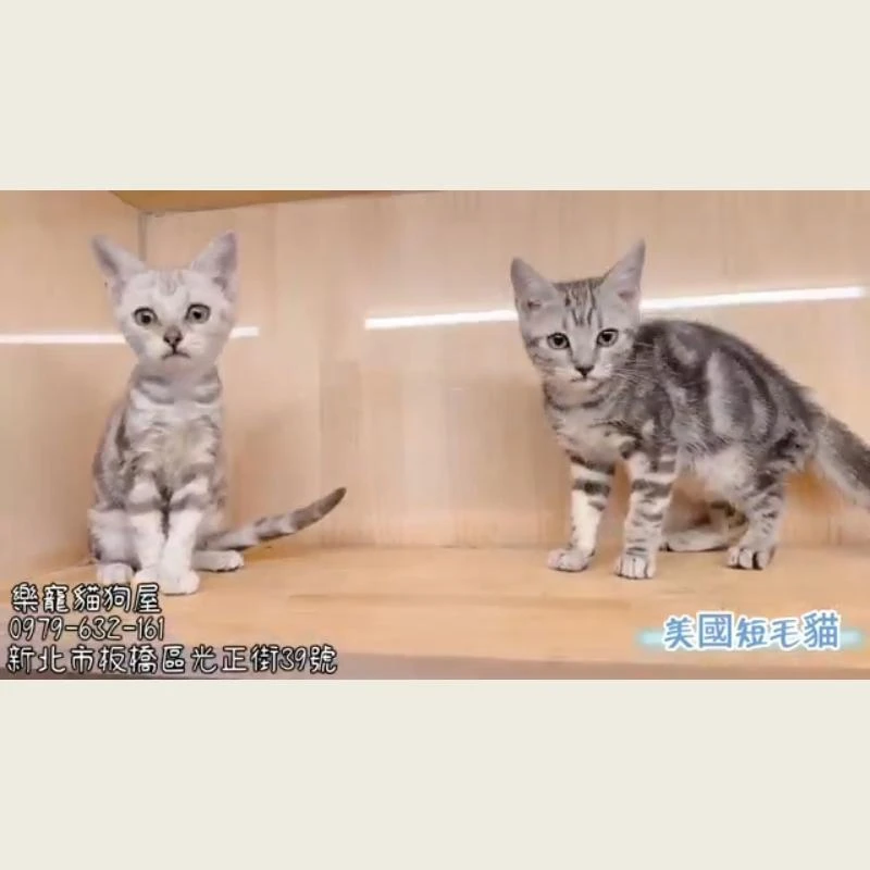 美國短毛貓