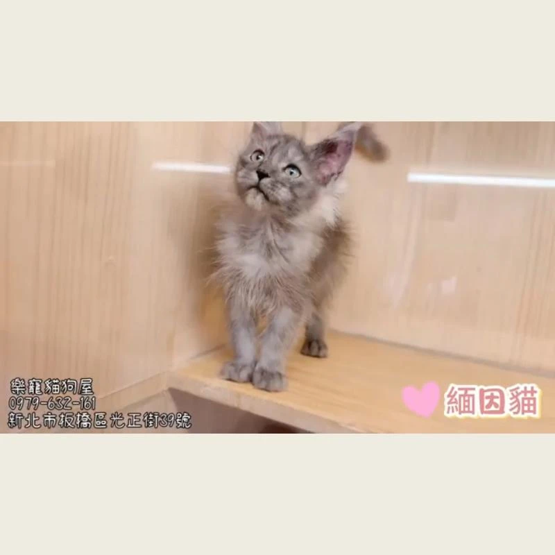 緬因貓