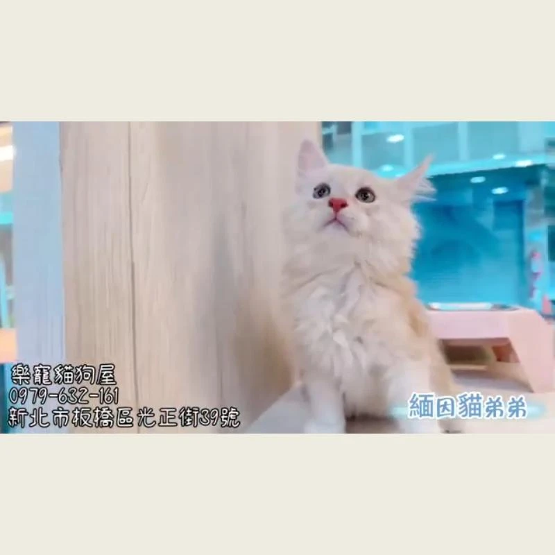 緬因貓弟弟