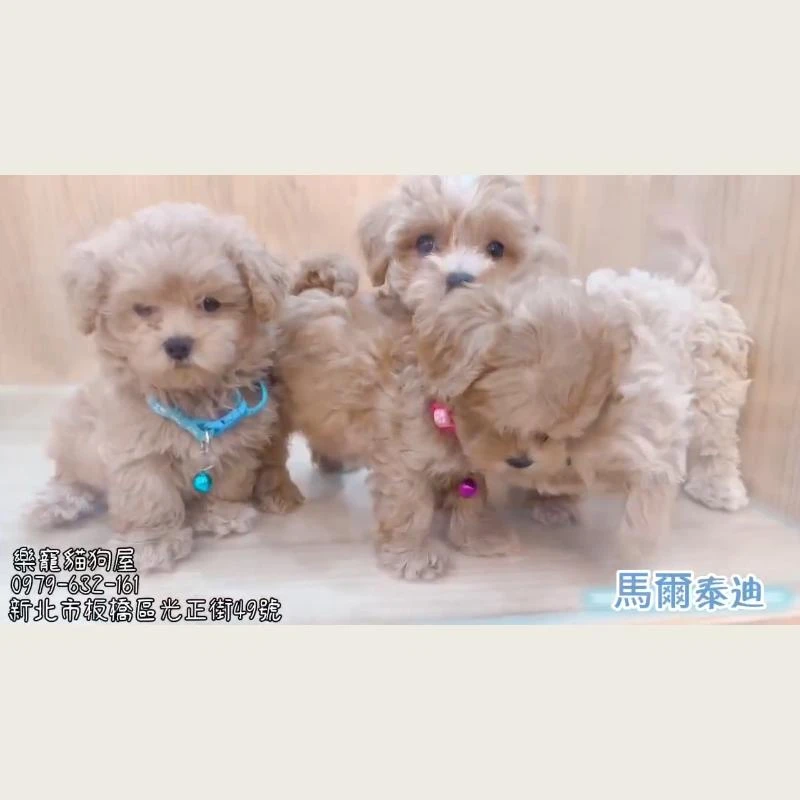 馬爾泰迪