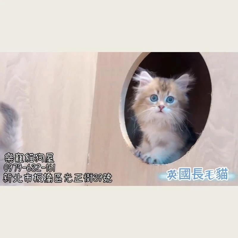 英國長毛貓