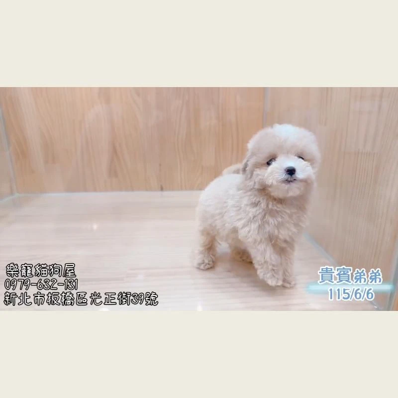 貴賓弟弟
