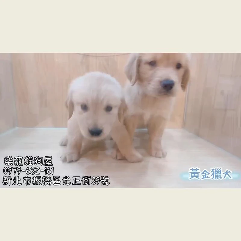 黃金獵犬