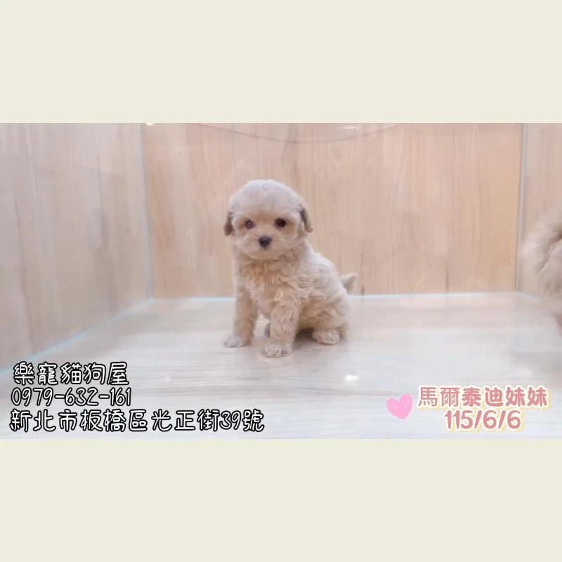 馬爾泰迪妹妹