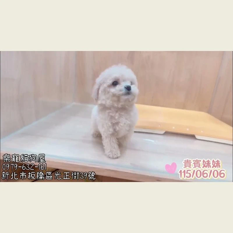 貴賓妹妹