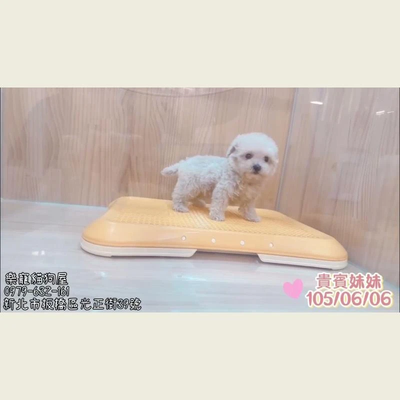 貴賓妹妹