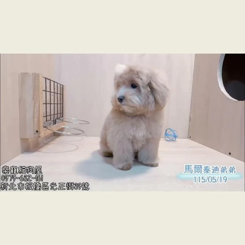 馬爾泰迪弟弟