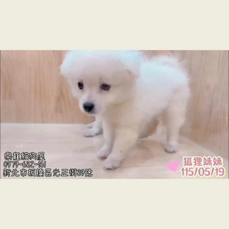 狐狸妹妹