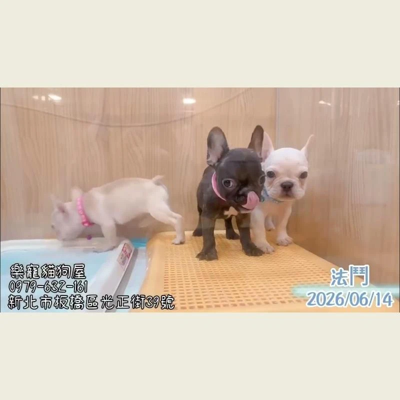 法鬥