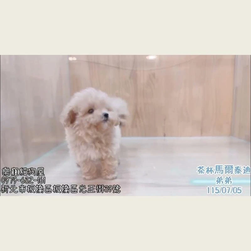 馬爾泰迪