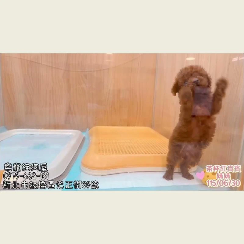 茶杯紅貴賓妹妹