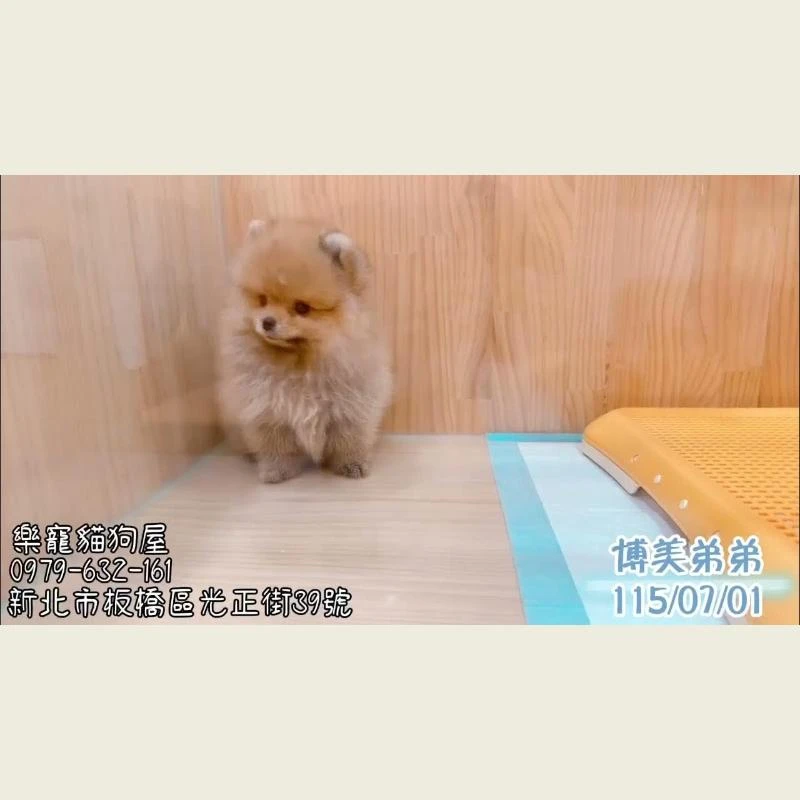 博美弟弟