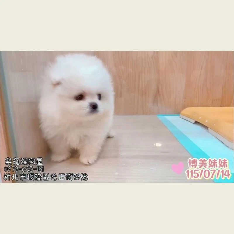 博美妹妹