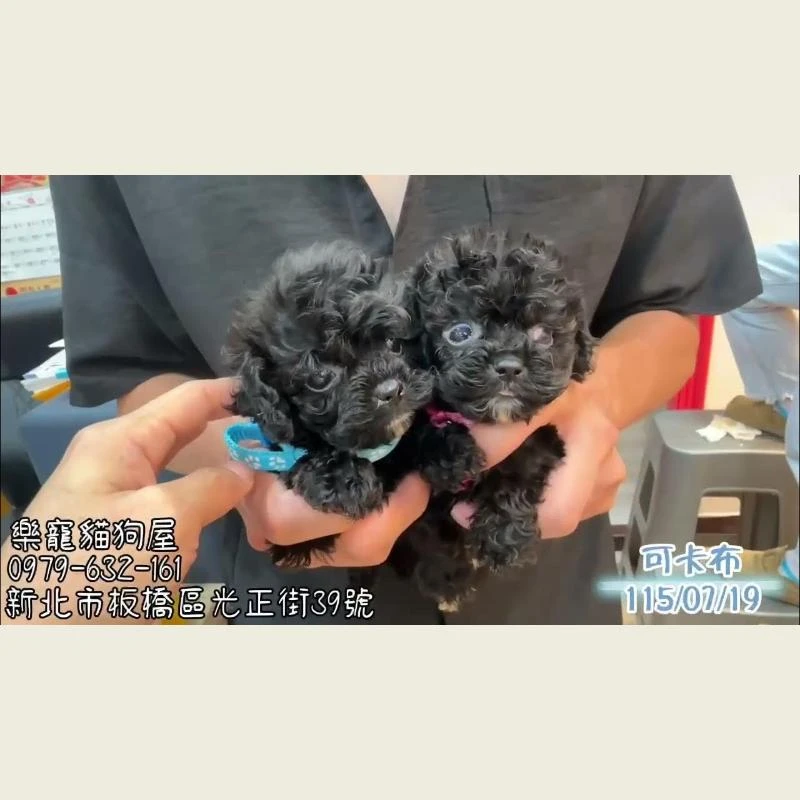 可卡布