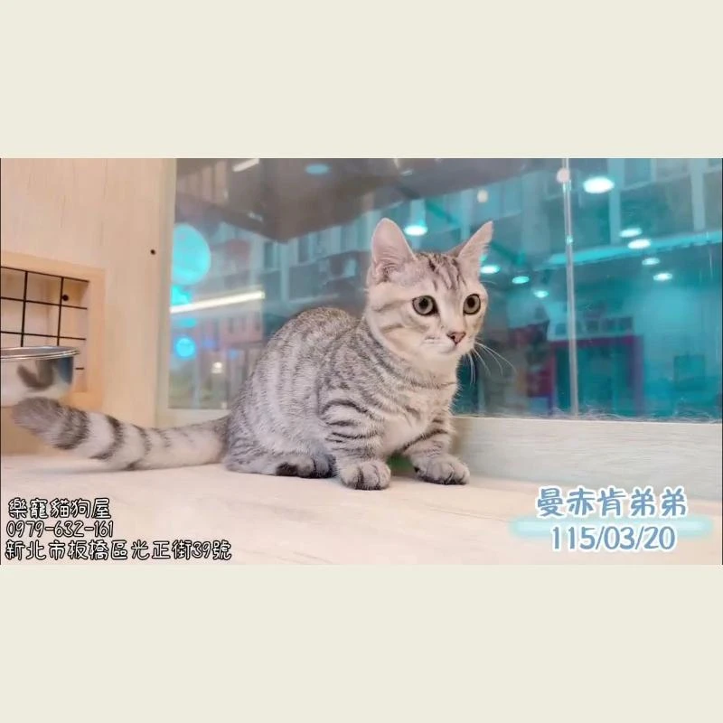 曼赤肯弟弟