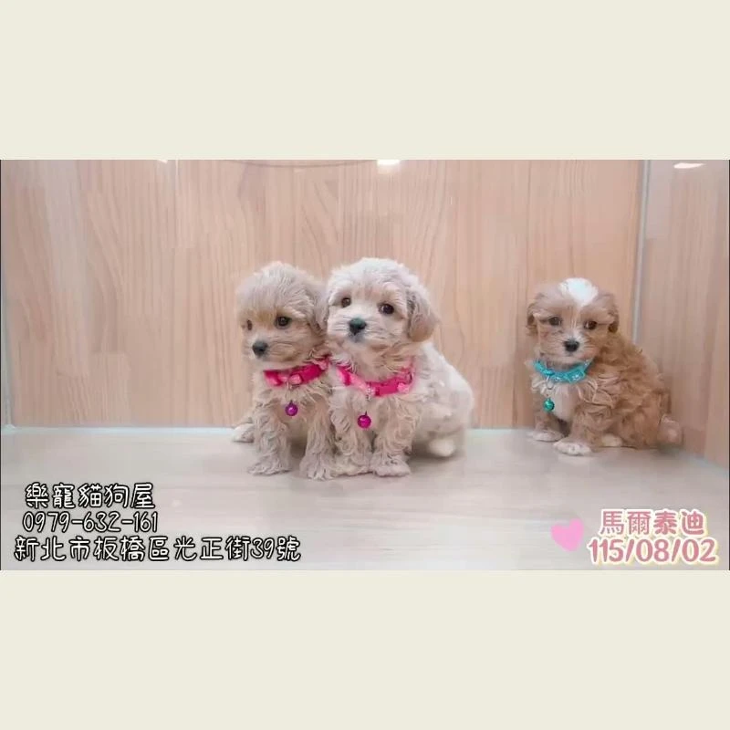 馬爾泰迪