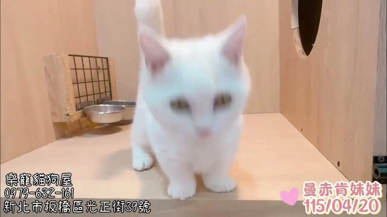 曼赤肯妹妹