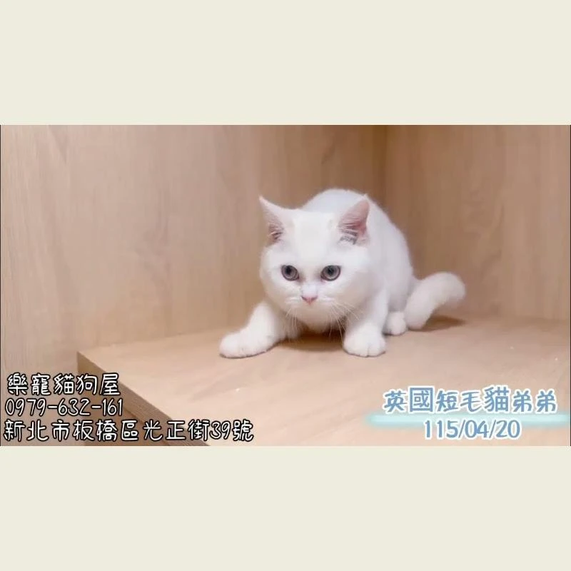 英國短毛貓弟弟