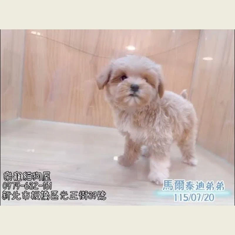 馬爾泰迪弟弟
