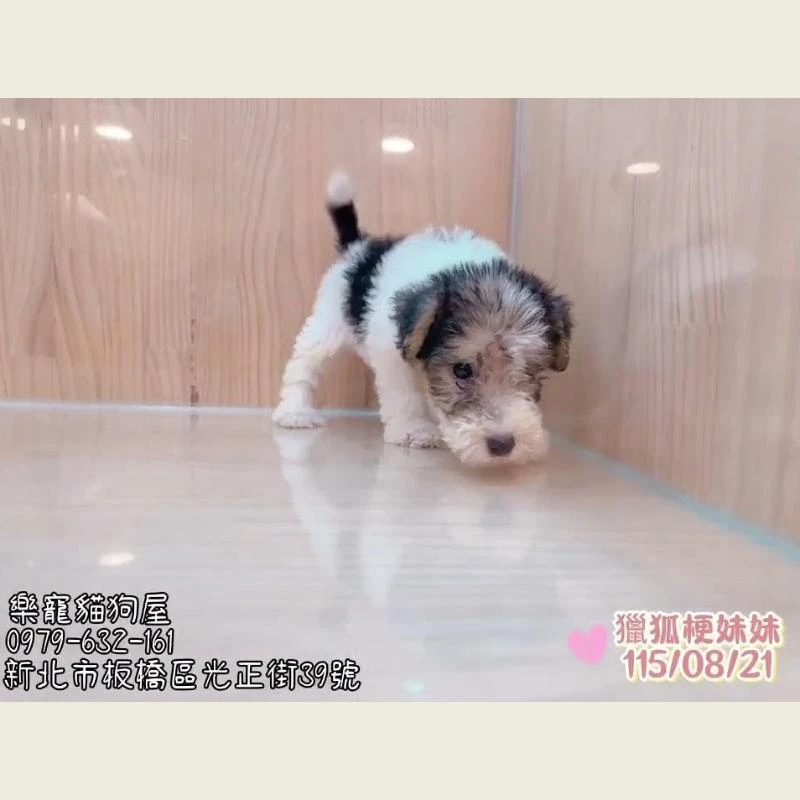 泰迪熊