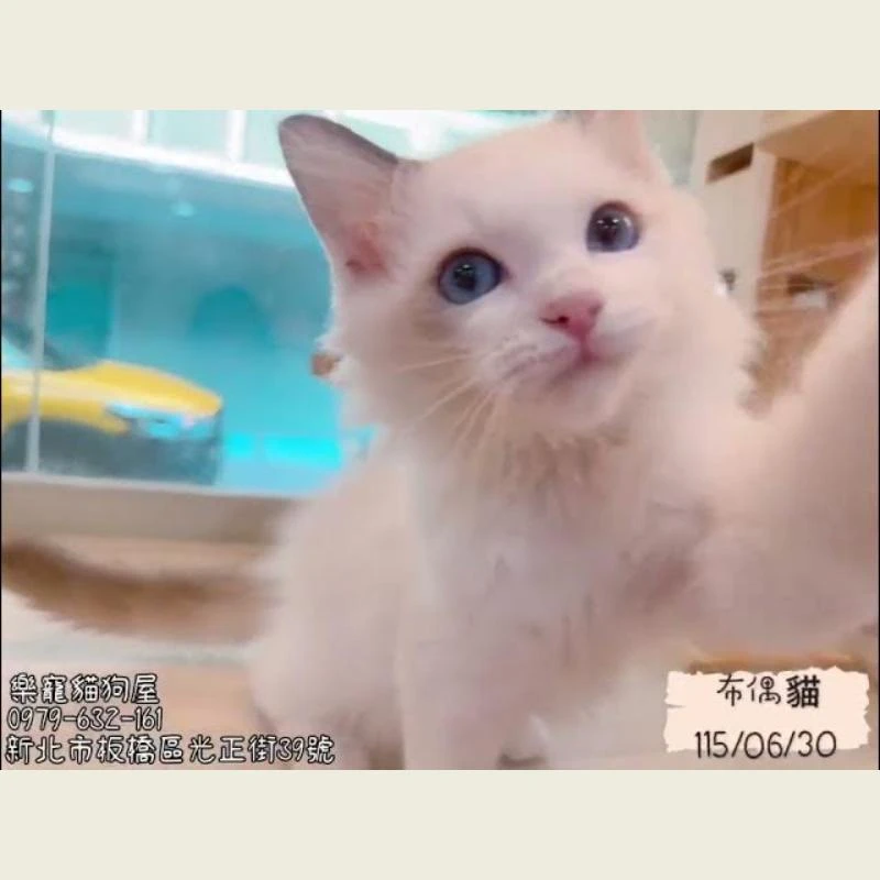 布偶貓