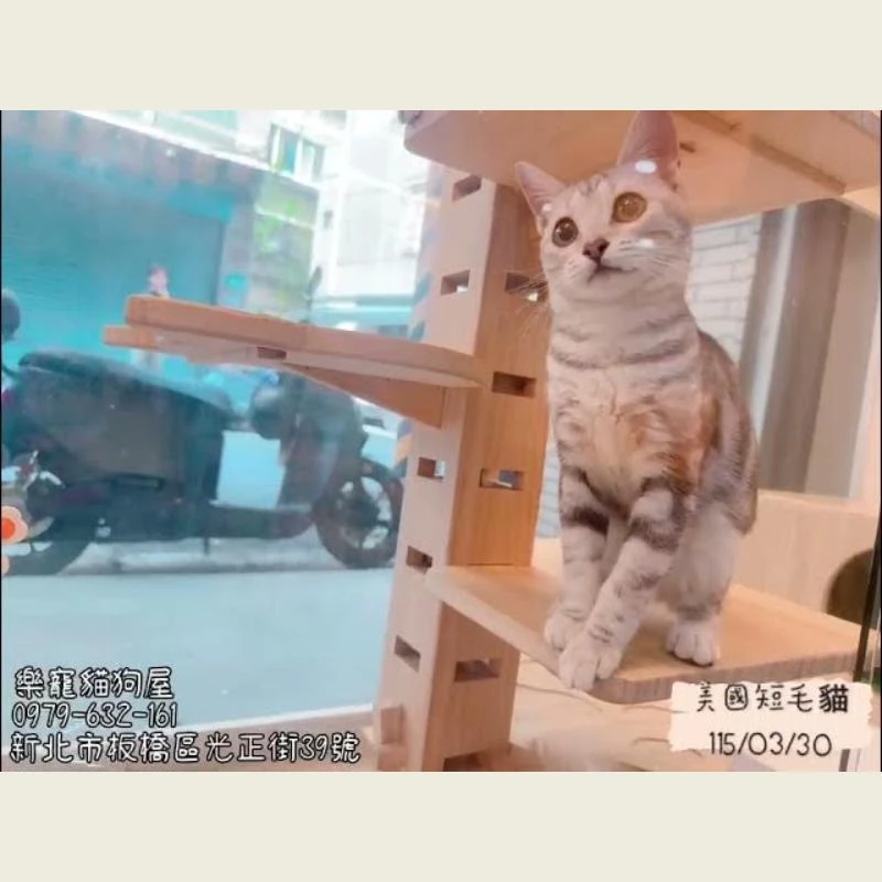 美國短毛貓