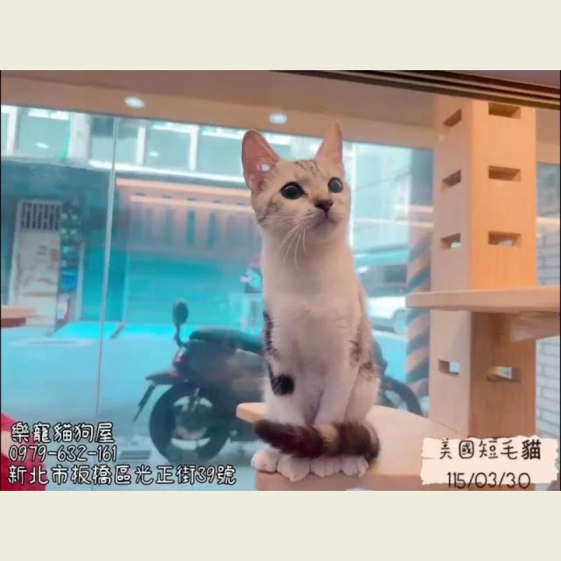 美國短毛貓