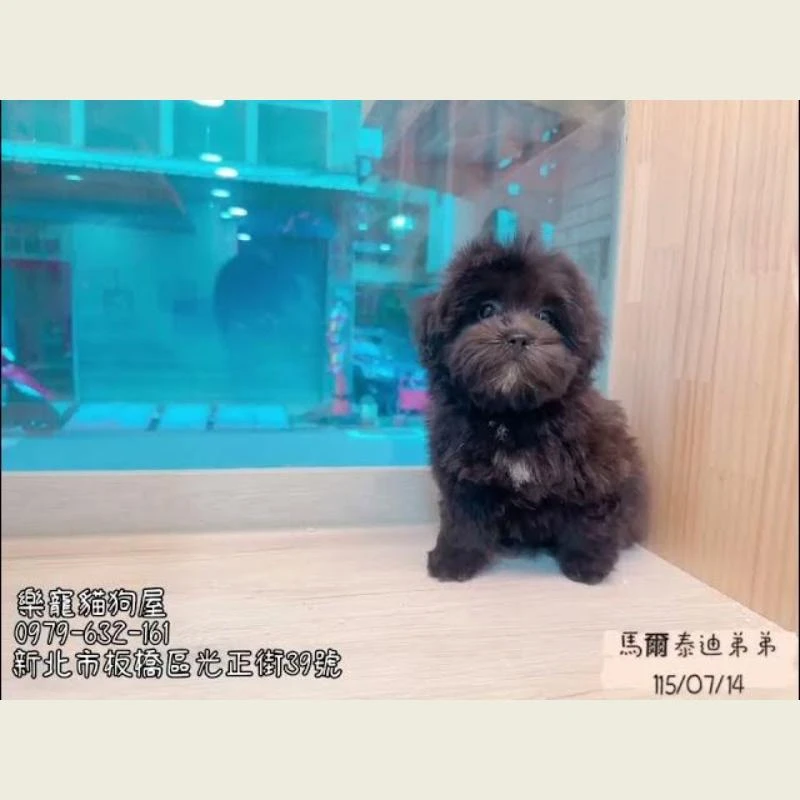 馬爾泰迪弟弟