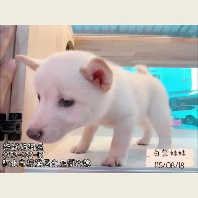 白柴妹妹