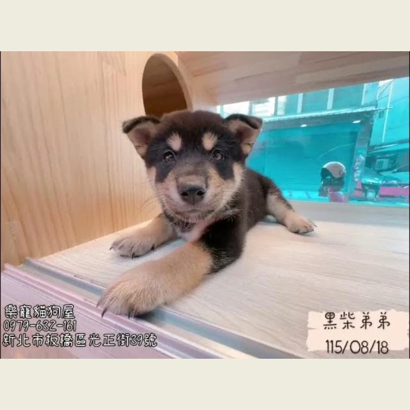黑柴弟弟