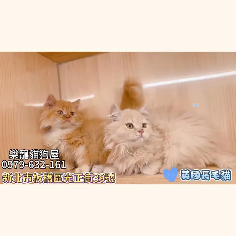 英國長毛貓