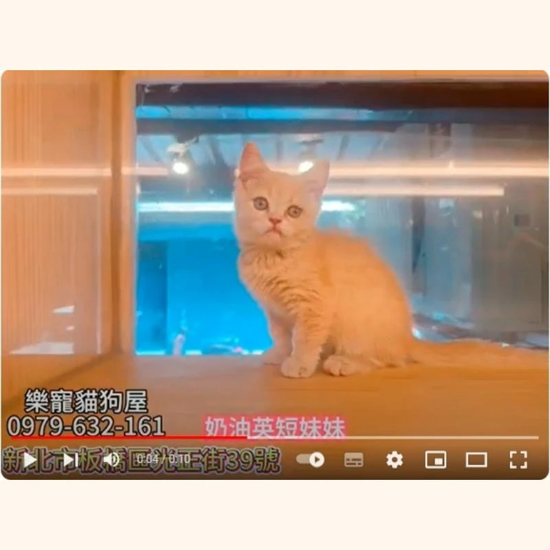 奶油英短妹妹,奶油英短,英短幼貓