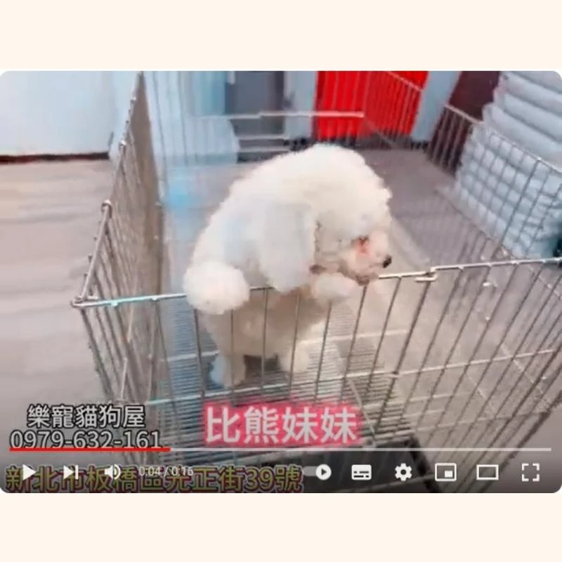 比熊妹妹,比熊,比熊幼犬