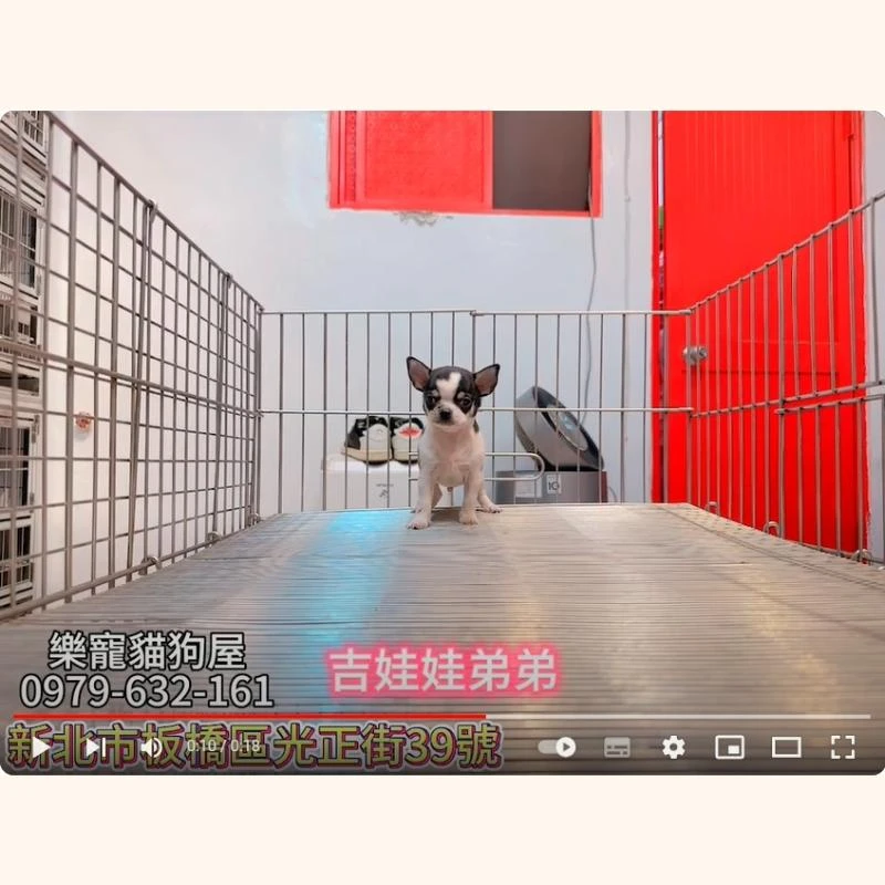 吉娃娃弟弟,吉娃娃,吉娃娃幼犬