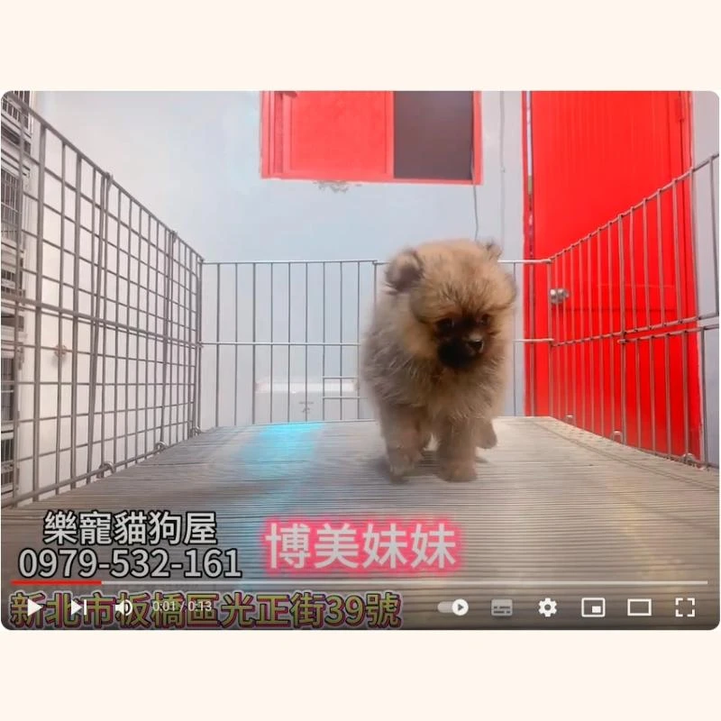 博美妹妹,博美,博美幼犬