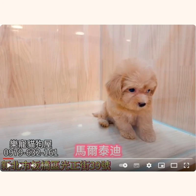 馬爾泰迪,馬爾濟斯